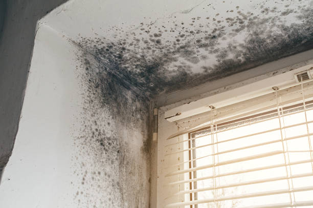 Affordable Mold Remediation solutions in Murfreesboro, NC
