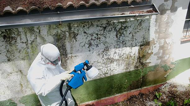 Trusted Mold Remediation service in Murfreesboro, NC - Cheap Mold Removal